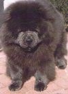 Junior Dog of the Year Chow 1995, Dogmor Dog of the year Chow 1996, Best Junior Chow 1995, Chow-Chow of the year 1996,1997,1998
